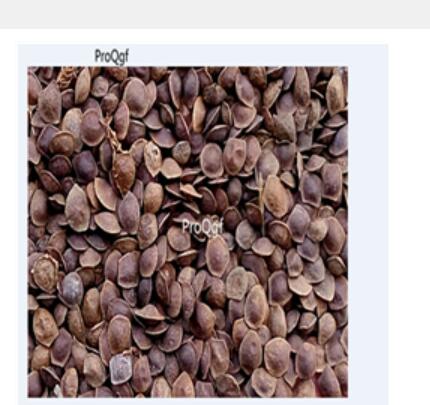 19usd Prodgf 5000Pcs  Mimosa pudica seed