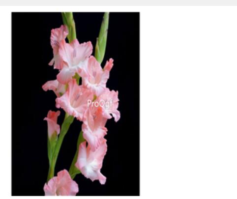10usd pink Ngryise 5pcs Vaniot Houtt gladiolus Bulb
