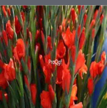 10usd orange Ngryise 5pcs Vaniot Houtt gladiolus Bulb