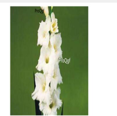 10usd white Ngryise 5pcs Vaniot Houtt gladiolus Bulb
