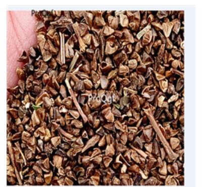 18usd pink Ngryise 500pcs Astilbe chinensis seed