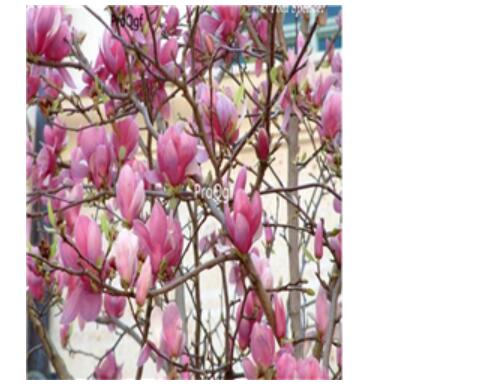 19usd Ngryise 500pcs Magnolia soulangeana seed