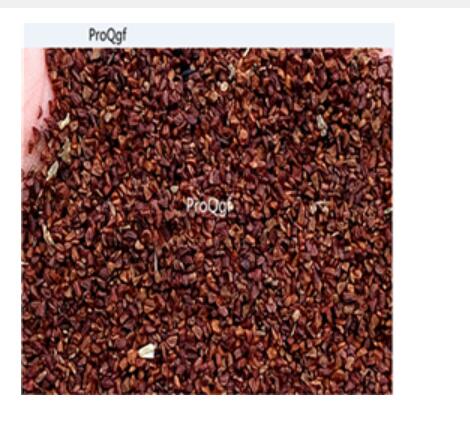 19usd red Ngryise 500pcs Anemone cathayensis seed
