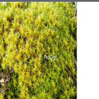 19usd Ngryise 500pcs Tortula muralis Moss seed