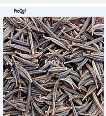 19usd Ngryise 3000Pcs A Set Chrysanthemum paludosum seed