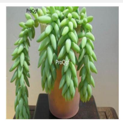 38usd Ngryise 50pcs Sedum morganianum seed