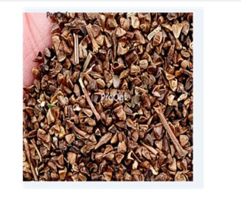 18usd dark purple Ngryise 500pcs Astilbe chinensis seed