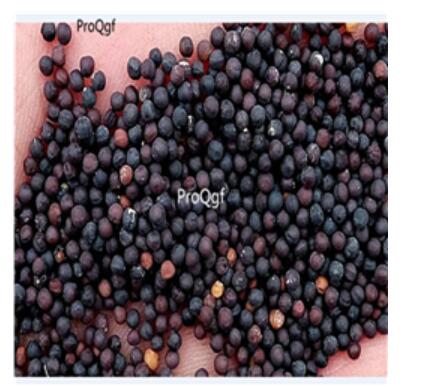 19usd blue Ngryise 6000Pcs A Set Gypsophila paniculata babysbreath seed