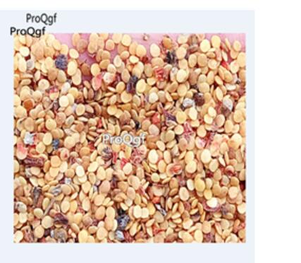 19usd white Ngryise 3000Pcs A Set Physalis Peruviana seed