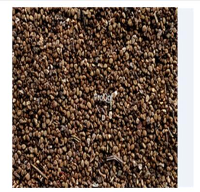 19usd double purple Ngryise 8000Pcs A Set  Portulaca grandiflora seed