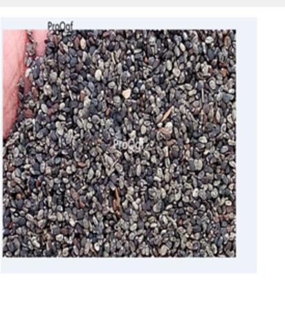 12usd Ngryise 5000Pcs A Set  Mentha spicata seed
