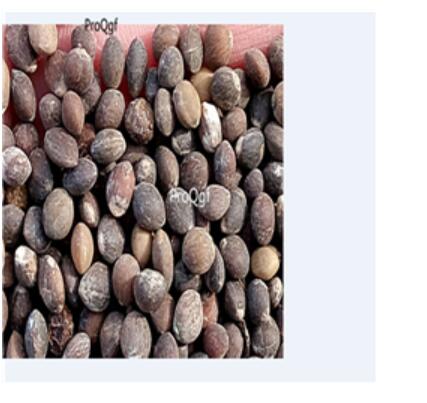 19usd Ngryise 1000Pcs A Set  Pistacia chinensis seed
