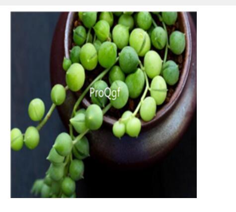 19usd Ngryise 10pcs Senecio rowleyanus seed