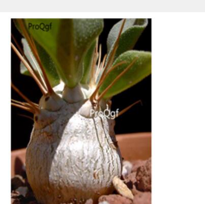 39usd Ngryise 30pcs Pachypodium namaquanum seed