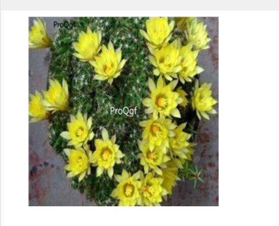 15usd Ngryise 50pcs Mammillaria longimamma seed