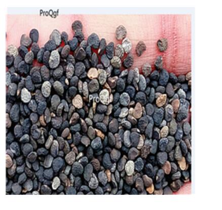 19usd purple Ngryise 3000Pcs A Set Datura stramonium Mandala seed