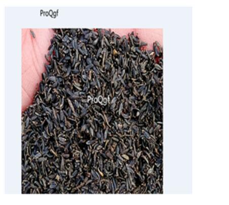 12usd Ngryise 3000pcs Sanvitalia Procumbens seed