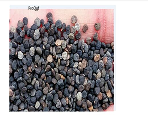 19usd yellow Ngryise 3000Pcs A Set Datura stramonium Mandala seed