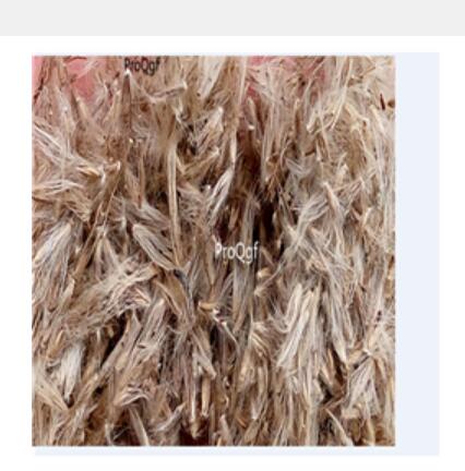 19usd white Ngryise 8000Pcs A Set  Miscanthus sinensis seed
