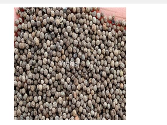 19usd yellow Ngryise 8000Pcs A Set  Eschscholtzia californica