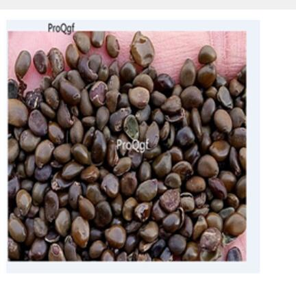 15usd Ngryise 3000Pcs A Set  Sophora xanthantha seed