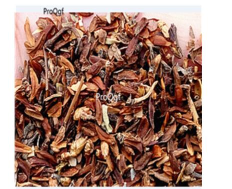 19usd Ngryise 8000Pcs A Set Hypericum perforatum seed