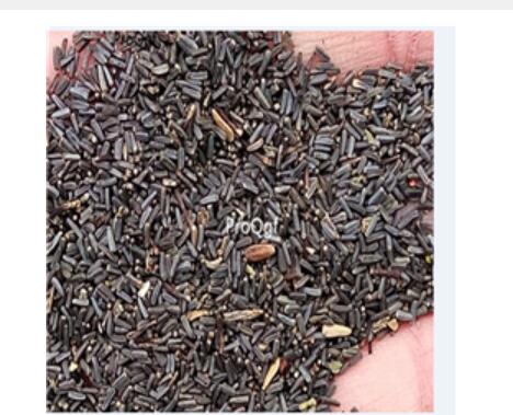 19usd Ngryise 8000Pcs A Set  Santolina chamaecyparissus seed