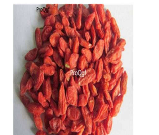 19usd red Ngryise 100Pcs A Set Lycium barbarum seed