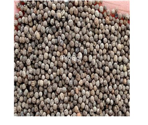 19usd orange Ngryise 8000Pcs A Set  Eschscholtzia californica seed