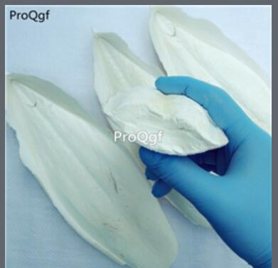 29usd Ngryise 300gram   Cleistocactus sepium