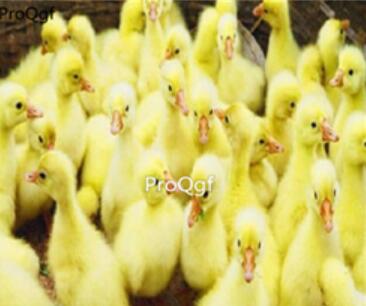 38usd Ngryise goose sanhuae