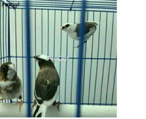 58usd Ngryise Lonchura bicolor