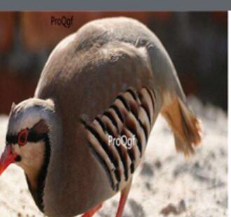 58usd Ngryise Alectoris chukar