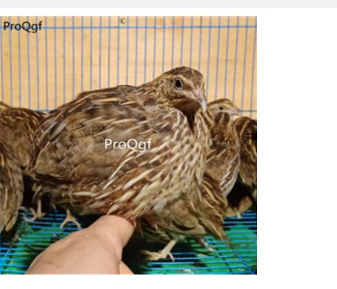 28usd Ngryise Coturnix