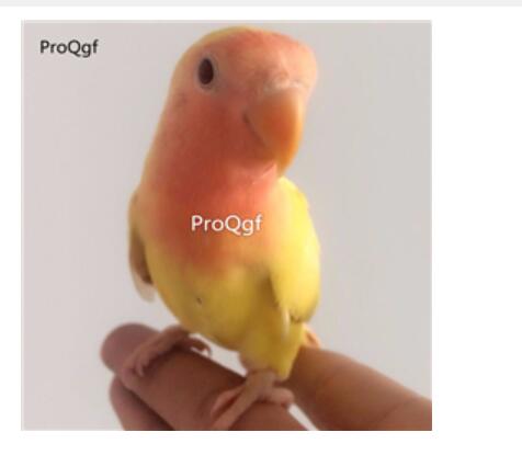 288usd Ngryise orange yellow taomu bird
