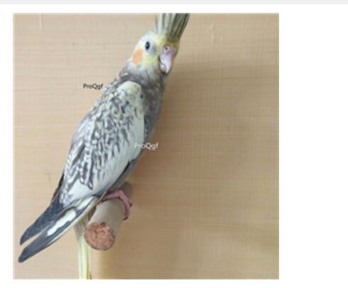 288usd Ngryise Nymphicus hollandicus zhenzhuxuanfeng