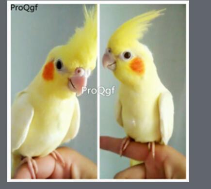 288usd Ngryise Nymphicus hollandicus