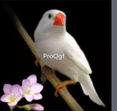 88usd Ngryise white Poephila guttata Zebra Finch