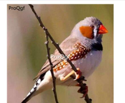 280usd Ngryise Poephila guttata Zebra Finch
