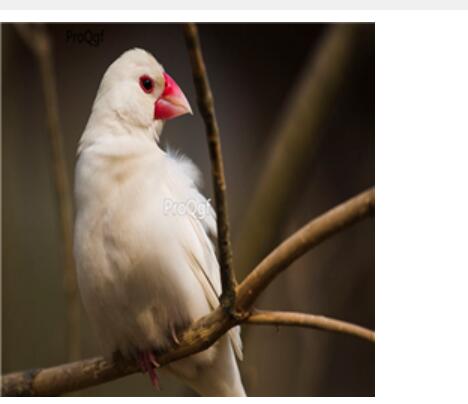 280usd Ngryise   White Java Sparrow