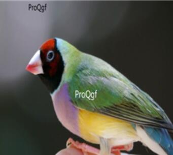 280usd Ngryise  Erythrura Gouldiae