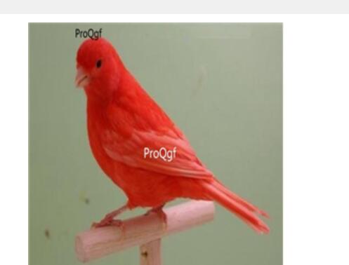 580usd Ngryise Serinus canaria