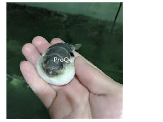 18usd Ngryise Tetraodontidae puffer fishes