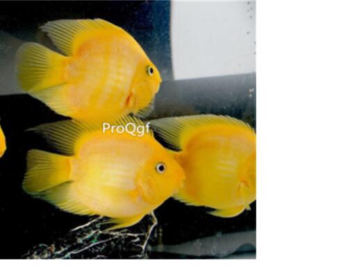 18usd Ngryise gold Amphilophus citrinellus