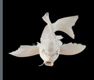 15usd Ngryise white goldfish