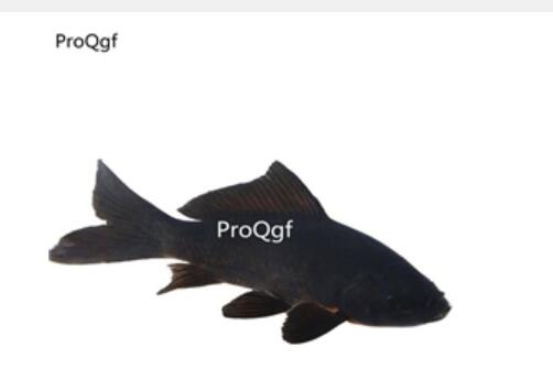 15usd Ngryise black goldfish