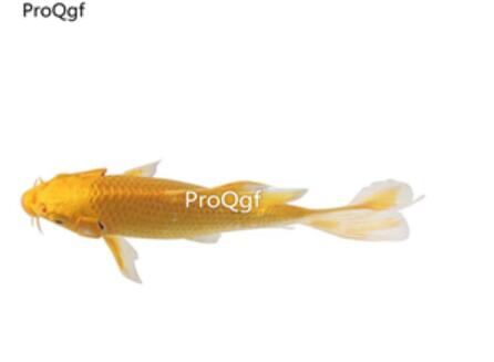 15usd Ngryise gold goldfish