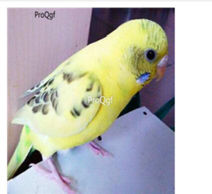 98usd Ngryise yunban   Melopsittacus undulatus