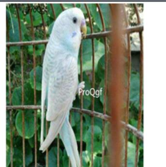 98usd Ngryise  white Melopsittacus undulatus
