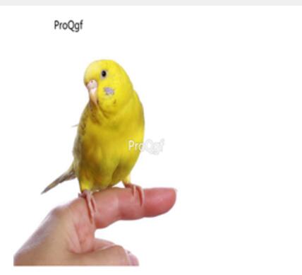 98usd NGRYISE YELLOW Melopsittacus undulatus